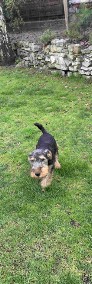 Terier walijski (Welsh Terrier) - szczenięta ZKwP! - piesek,-4