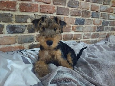 Terier walijski (Welsh Terrier) - szczenięta ZKwP! - piesek,-1