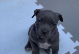 Fantásticos cachorros Pitbull para adopción