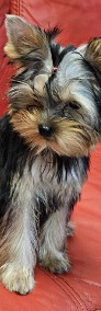 Yorkshire terrier FCI-3