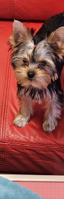 Yorkshire terrier FCI-4