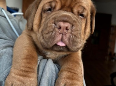 Dog de Bordeaux-1