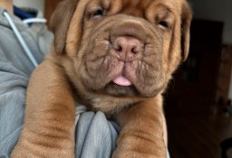 Dog de Bordeaux