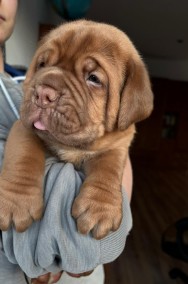 Dog de Bordeaux-2