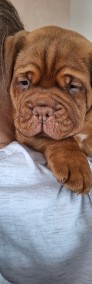 Dog de Bordeaux-4