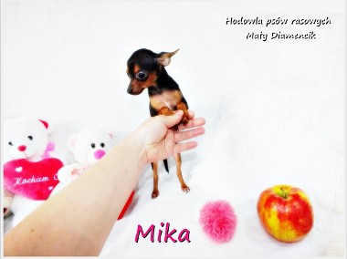 XXS MINI suczka Mika Ratlerek - Pinczer miniaturowy Rodowód i wyprawka-1