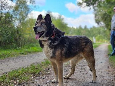 Spokojny senior Nanuk ciągle wypatruje swojego człowieka-1