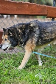 Spokojny senior Nanuk ciągle wypatruje swojego człowieka-2