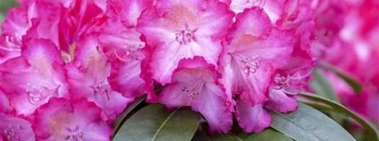 Różanecznik Sternzauber/Rhododendron 'Sternzauber' C5-1
