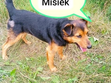 Pieski Misiek i Nero pilnie szukaja nowego domu-2