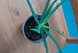 Aloes zwyczajny (Aloe vera)