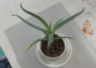 Aloes zwyczajny (Aloe vera)