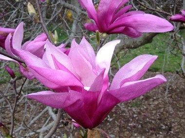 Magnolia betty duża roślina odpornana mróz 180 cm-1