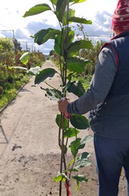Magnolia betty duża roślina odpornana mróz 180 cm-2