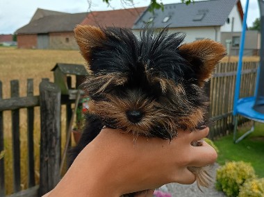 Yorkshire terrier -2