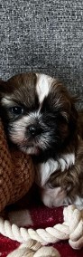 Szczeniaki Shih_ Tzu-4