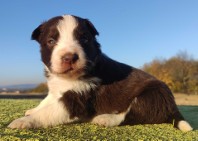 Border Collie - Czekoladowa suczka z klasą, Rasowa z Hodowli