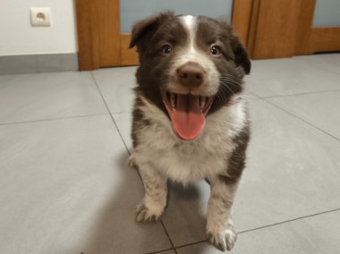 Piękny szczeniak Border Collie - pies z pełną dok. hodowli-1