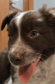 Piękny szczeniak Border Collie - pies z pełną dok. hodowli-2