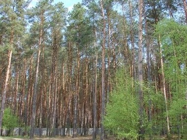 Działka leśna Skoki-1