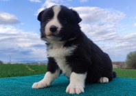 Rasowy pies Border Collie - szczeniak pełną dok. hodowlaną