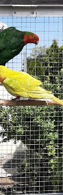 Papuga królewska ,Szkarłatka -4