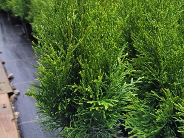 TUJA SZMARAGD 25-50CM THUJA SZMARAGD 25-50CM DONICA 0,5-1L-1