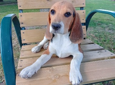 Suczki Beagle szukają domów -1