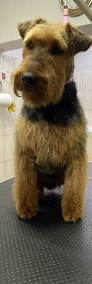 Terier walijski /welsh terrier-4