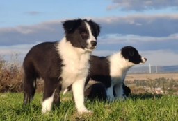 Piękny Rasowy Szczeniak Border Collie - komplet dok.