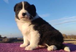 Piękny Rasowy Szczeniak Border Collie - komplet dok.