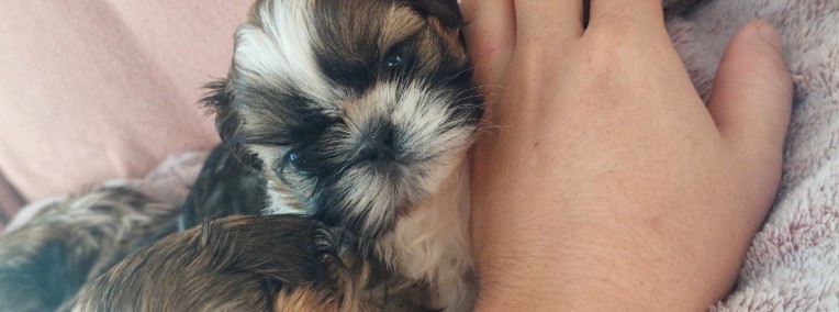 5 tygodniowe shih tzu -1