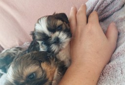 5 tygodniowe shih tzu 