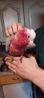 Kakadu różowe ręcznie karmione