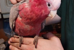 Kakadu różowe ręcznie karmione