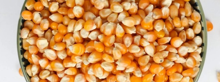 wysokiej jakości kukurydza-1