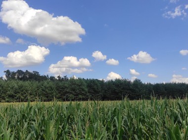 Piękna działka budowlana 50 ar Siedliska-1