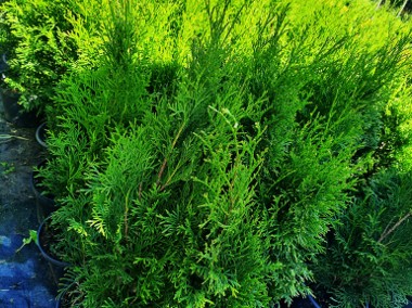 Tuja Szmaragd (thuja occidentalis smaragd)-1