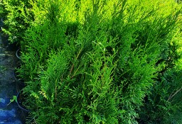 Tuja Szmaragd (thuja occidentalis smaragd)