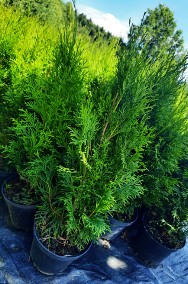 Tuja Szmaragd (thuja occidentalis smaragd)-2
