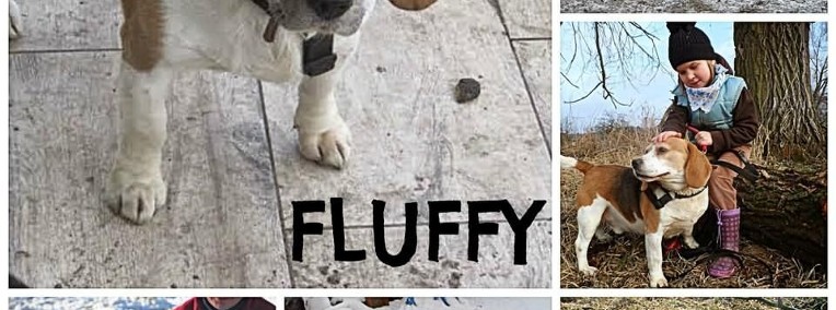 Kto pokocha sympatycznego beagle FLUFFY?-1