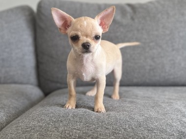 Chihuahua krótkowłosy chłopczyk FCI ZKwP-1