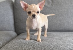 Chihuahua krótkowłosy chłopczyk FCI ZKwP