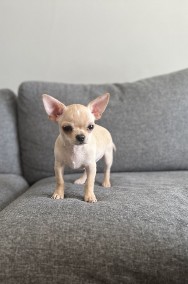 Chihuahua krótkowłosy chłopczyk FCI ZKwP-2