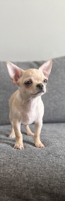 Chihuahua krótkowłosy chłopczyk FCI ZKwP-4