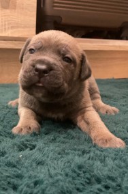 Szczenięta Cane Corso italiano -2