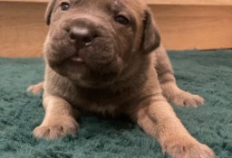 Szczenięta Cane Corso 