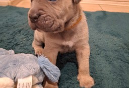 Szczenięta Cane Corso italiano 