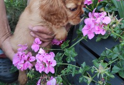 Sunia Cavalier King Charles Spaniel, Ruby 3 miesięczna