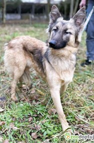 HOPE - delikatna sunia w typie owczarka belgijskiego, ADOPTUJ-2